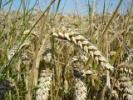 Wheat Field