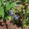 Blueberry Breakfast Compote