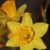 Dandy Daffodil Cake