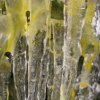 Frozen ice