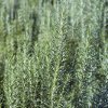 Rosemary Sprigs